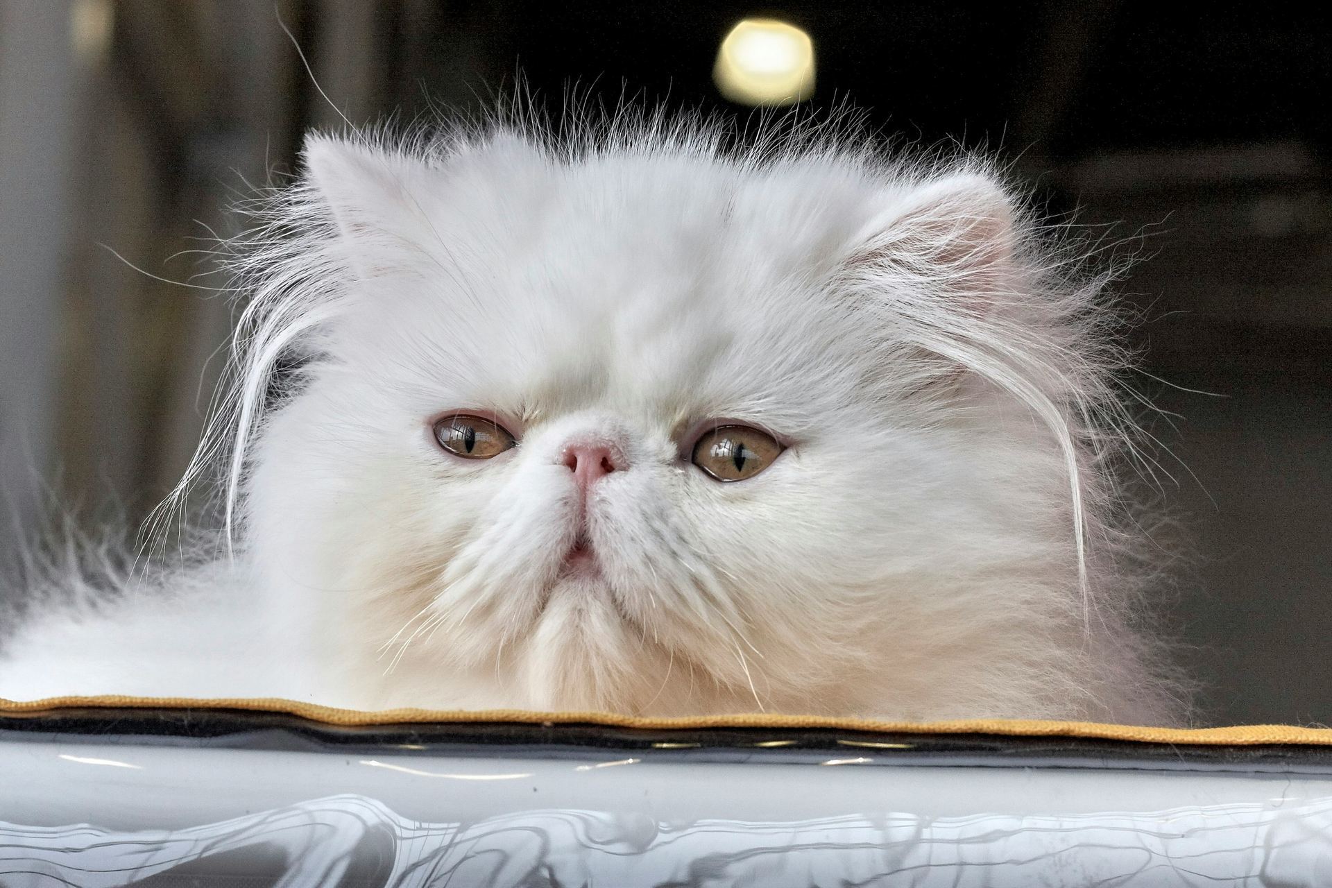 Persian Kitten (Punch Face) kitten available in Aklimpur