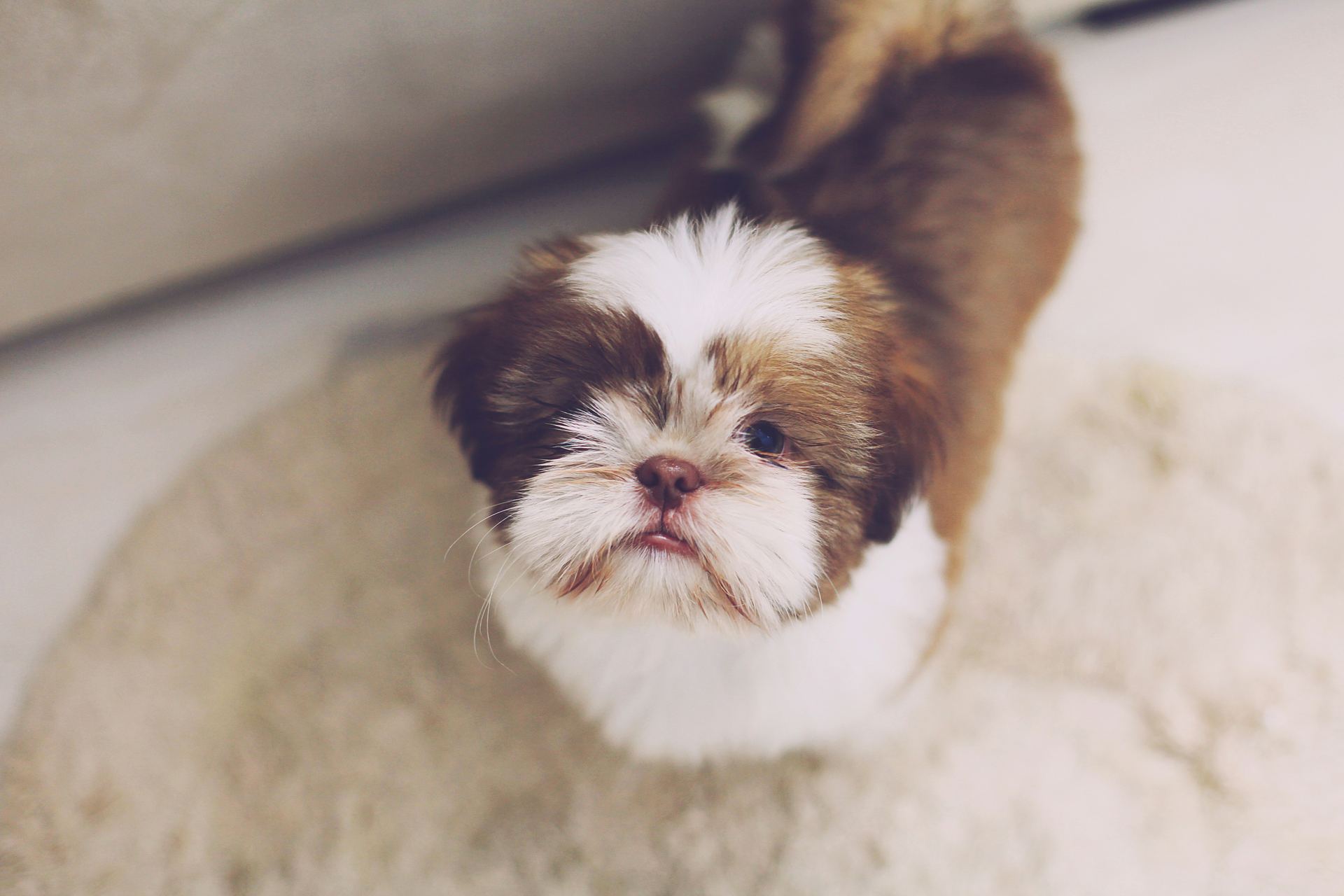 Shih Tzu Puppy Brown & White