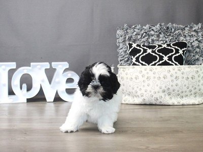 Shih Tzu | Black & White