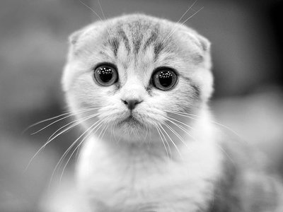 Scottish Fold Kitten