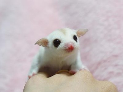 Sugar Glider | White (Lucy)