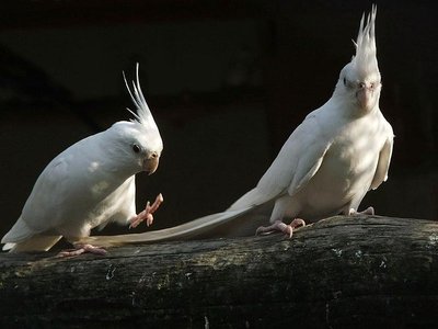 Albino Cockatiel
