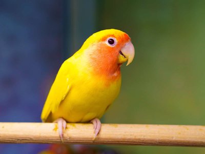 African Love Birds Yellow & Orange