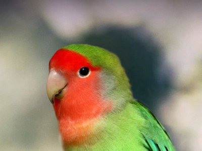 African Love Birds Peach Face