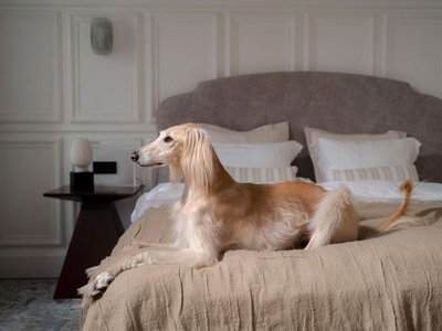 Afghan Hound Puppy
