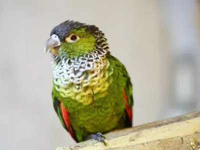 Black Capped Conure