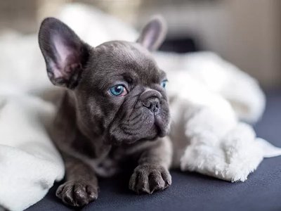 French Bulldog Puppy | Blue