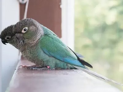 Blue Sided | Turquoise Conure