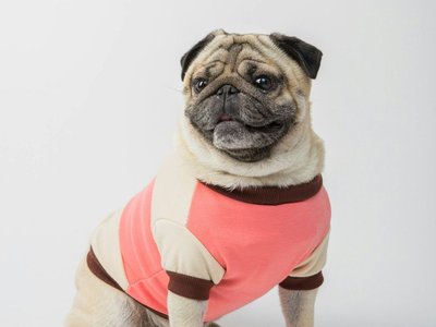 Chow Chow Puppy | Cream Color