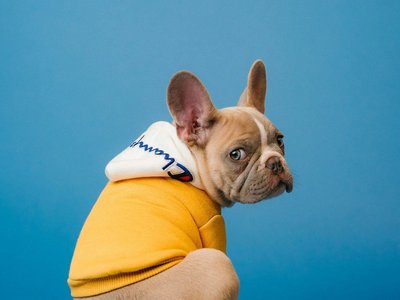 Cocker Spaniel Puppy | Chocolate Brown Color