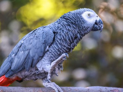 African Grey Parrot