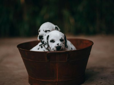 Dalmatian Puppy