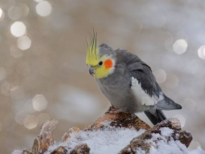 Grey Cockatiel