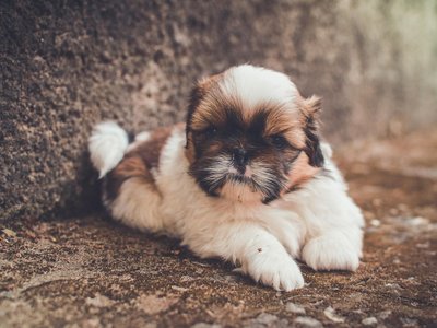 Shih Tzu | Tricolor