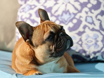 French Bulldog Puppy | Fawn