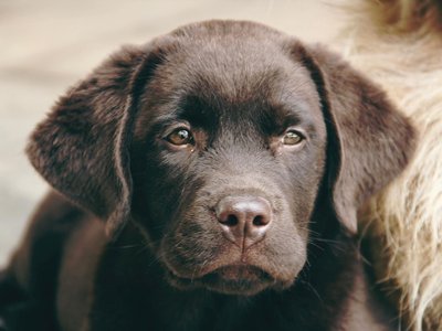 Labrador Retriever | Chocolate