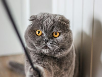 Scottish Fold Kitten | Standard Grey
