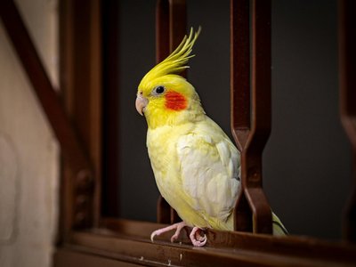 Lutino Cockatiel