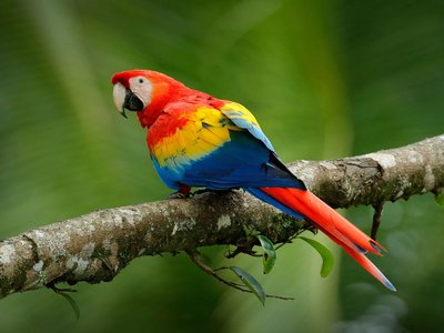 Scarlet Macaw