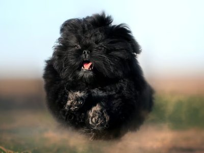 Shih Tzu | Pure Black