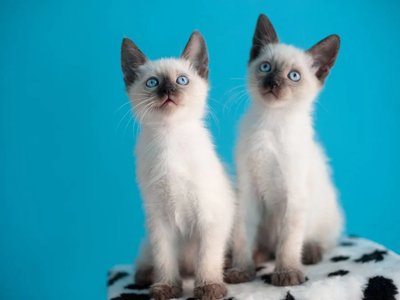 Siamese Kitten