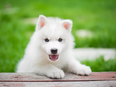 Siberian Husky Puppy | White Color