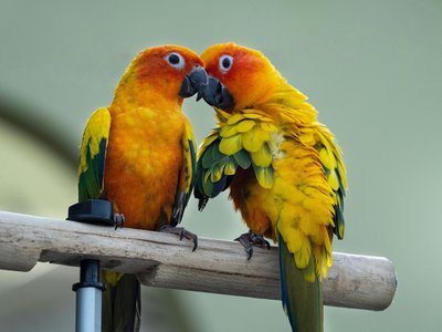 Sun Conure